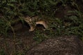 Ringtail cat sneaking through the brush at night