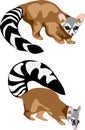 Ringtail cat