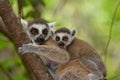 Ringtail Lemur