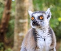 Ringtail Lemur Royalty Free Stock Photo