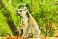 Ringtail Lemur of Madagascar