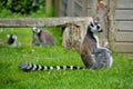 Ringtail lemur from Newquay Zoo. Royalty Free Stock Photo