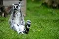 Ringtail lemur from Newquay Zoo. Royalty Free Stock Photo