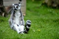 Ringtail lemur from Newquay Zoo.
