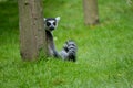 Ringtail lemur from Newquay Zoo. Royalty Free Stock Photo