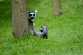 Ringtail lemur from Newquay Zoo.