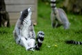Ringtail lemur from Newquay Zoo. Royalty Free Stock Photo