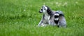 Ringtail lemur from Newquay Zoo. Royalty Free Stock Photo