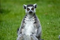 Ringtail lemur from Newquay Zoo.