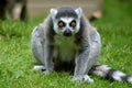 Ringtail lemur from Newquay Zoo.