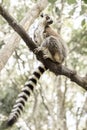 Ringtail Lemur