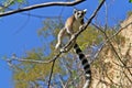 Ringtail maki/lemur Royalty Free Stock Photo