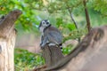 A ringtail maki is sitting on a branch Royalty Free Stock Photo