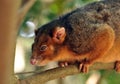 Ringtail possum Royalty Free Stock Photo