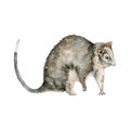 Ringtail possum. Australian native marsupial nocturnal animal. Watercolor illustration isolated on white background. Hand drawn