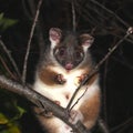 Ringtail Possum Royalty Free Stock Photo