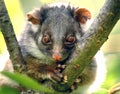 Ringtail possum seen in backyard garden