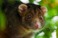 Ringtail Possum Shallow Focus Royalty Free Stock Photo