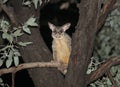Ringtail possum in a tree at night