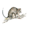 Ringtail possum walking on dry tree branches. Australian native marsupial nocturnal animal. Watercolor illustration isolated on