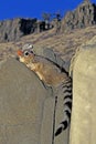 RINGTAIL OR RING-TAILED CAT bassariscus astutus, ADULT STANDING ON ROCKS, MONTANA