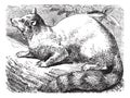 Ringtail or Ring-tailed Cat or Bassariscus astutus vintage engraving