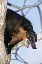 Ringtailed Coati or Coatimundi, nasua nasua, Adult perched in Tree, Calling, Pantanal in Brazil