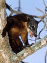 Ringtailed Coati or Coatimundi, nasua nasua, Adult perched in Tree, Pantanal in Brazil