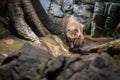 Ringtailed coati at Osaka Aquarium Kaiyukan, Japan