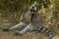 Ringtailed Lemur