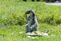 Ringtailed lemur at feeding time in a wildlife park Royalty Free Stock Photo