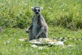 Ringtailed lemur at feeding time in a wildlife park Royalty Free Stock Photo