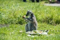 Ringtailed lemur at feeding time in a wildlife park Royalty Free Stock Photo