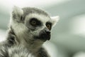 Ringtailed lemur has spotted something of interest Royalty Free Stock Photo