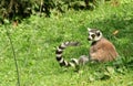 Ringtailed lemur lemur catta Royalty Free Stock Photo