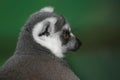 Ringtailed Lemur Portrait Royalty Free Stock Photo