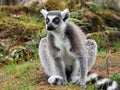 Ringtailed lemur Royalty Free Stock Photo