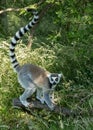 Ringtailed Lemur.