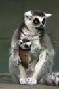 Ringtailed Lemurs Royalty Free Stock Photo