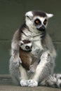 Ringtailed Lemurs