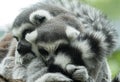 Ringtailed lemurs cuddle together for a nap