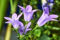 Ringtone purple flowers in gareden Royalty Free Stock Photo