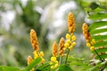 Ringworm bush flower Senna alata Royalty Free Stock Photo