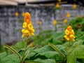 Ringworm Bush Flower - Senna Alata Flower - Candle Bush Flower