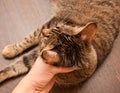 Ringworm in cat Royalty Free Stock Photo