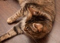 Ringworm in cat Royalty Free Stock Photo
