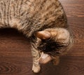 Ringworm in cat Royalty Free Stock Photo