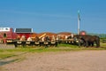 Rining stable on Texel with horses lined up for breakfast