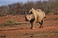 Rino in the Tsavo East and Tsavo West National Park Royalty Free Stock Photo