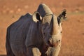 Rino in the Tsavo East and Tsavo West National Park Royalty Free Stock Photo